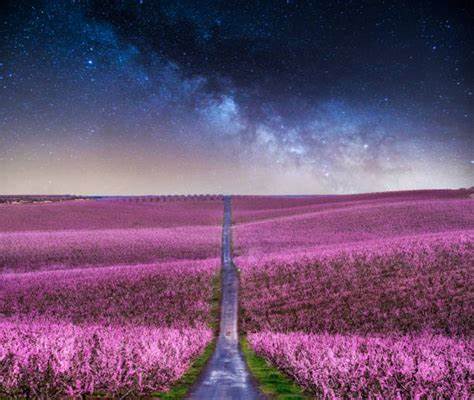 peach blossom spain.jpg